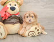5 week old Mini Pomskydoodle Puppy For Sale - Seaside Pups