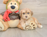 6 week old Mini Pomskydoodle Puppy For Sale - Seaside Pups