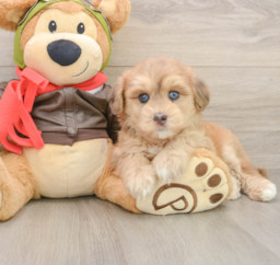 6 week old Mini Pomskydoodle Puppy For Sale - Seaside Pups