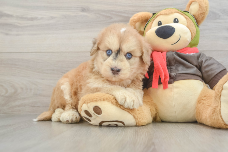 Mini Pomskydoodle Puppy for Adoption