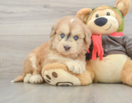 5 week old Mini Pomskydoodle Puppy For Sale - Seaside Pups