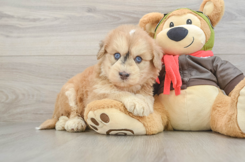 5 week old Mini Pomskydoodle Puppy For Sale - Seaside Pups