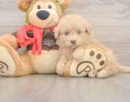 5 week old Mini Pomskydoodle Puppy For Sale - Seaside Pups