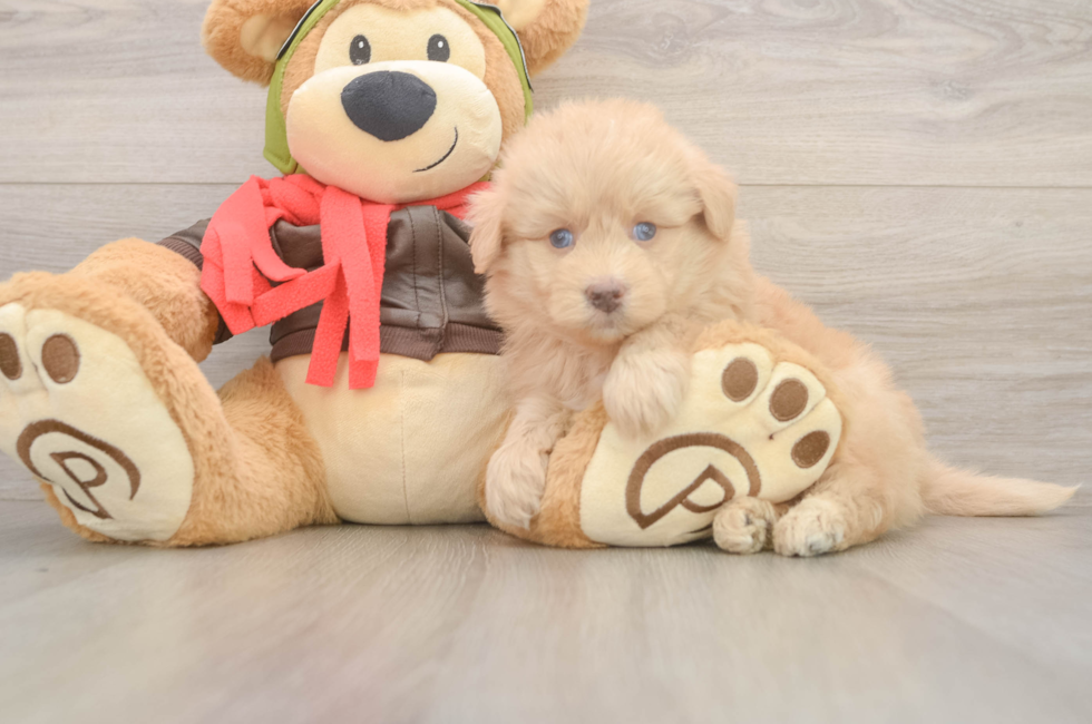 5 week old Mini Pomskydoodle Puppy For Sale - Seaside Pups