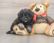 6 week old Mini Pomskydoodle Puppy For Sale - Seaside Pups