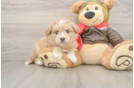 Smart Mini Pomskydoodle Poodle Mix Pup