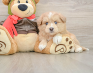 5 week old Mini Pomskydoodle Puppy For Sale - Seaside Pups