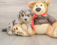 6 week old Mini Pomskydoodle Puppy For Sale - Seaside Pups