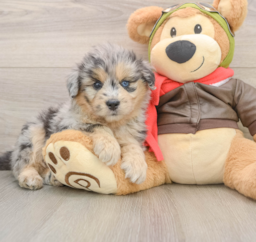 5 week old Mini Pomskydoodle Puppy For Sale - Seaside Pups
