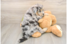 Best Mini Pomskydoodle Baby