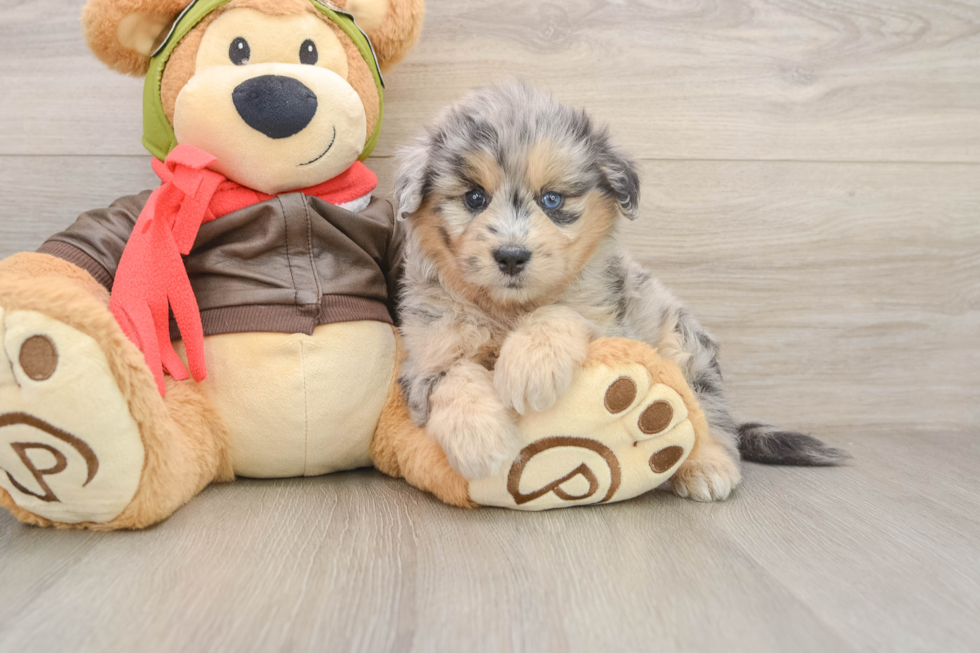 Funny Mini Pomskydoodle Poodle Mix Pup