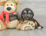 5 week old Mini Pomskydoodle Puppy For Sale - Seaside Pups