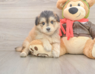 5 week old Mini Pomskydoodle Puppy For Sale - Seaside Pups