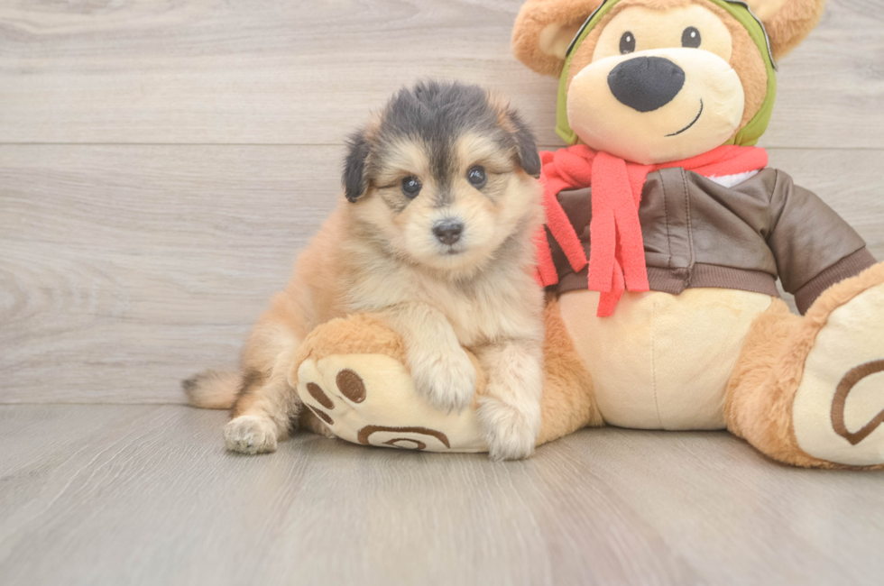 5 week old Mini Pomskydoodle Puppy For Sale - Seaside Pups