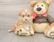 5 week old Mini Pomskydoodle Puppy For Sale - Seaside Pups