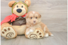 Sweet Mini Pomskydoodle Baby