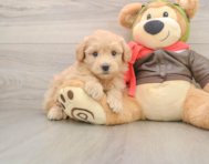 6 week old Mini Pomskydoodle Puppy For Sale - Seaside Pups