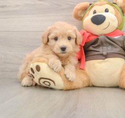 5 week old Mini Pomskydoodle Puppy For Sale - Seaside Pups