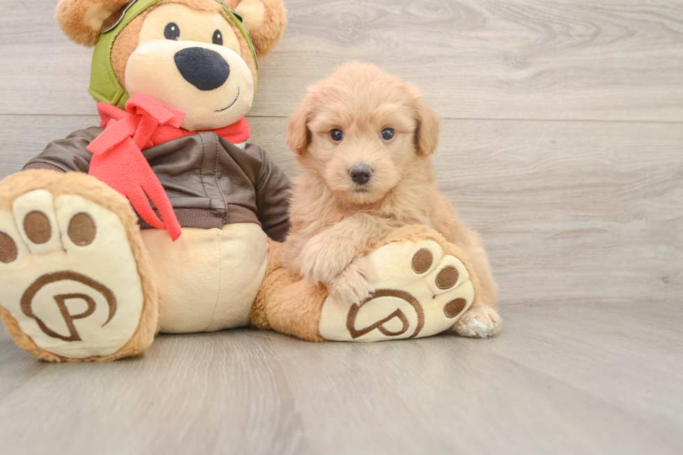 Mini Pomskydoodle Puppy for Adoption