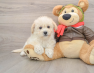 6 week old Mini Pomskydoodle Puppy For Sale - Seaside Pups