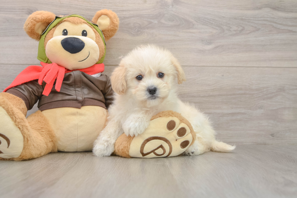 Petite Mini Pomskydoodle Poodle Mix Pup