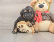 7 week old Mini Pomskydoodle Puppy For Sale - Seaside Pups