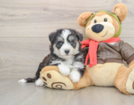 5 week old Mini Pomskydoodle Puppy For Sale - Seaside Pups