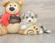 6 week old Mini Pomskydoodle Puppy For Sale - Seaside Pups