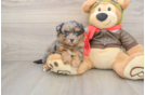Best Mini Pomskydoodle Baby