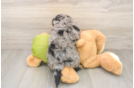 Mini Pomskydoodle Puppy for Adoption