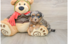 Funny Mini Pomskydoodle Poodle Mix Pup