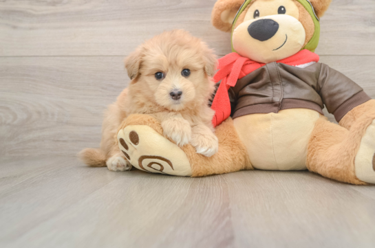 Smart Mini Pomskydoodle Poodle Mix Pup