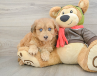 8 week old Mini Pomskydoodle Puppy For Sale - Seaside Pups