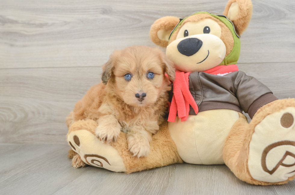 5 week old Mini Pomskydoodle Puppy For Sale - Seaside Pups
