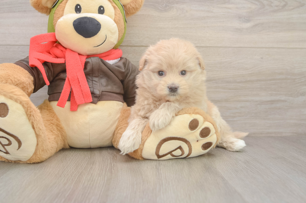 5 week old Mini Pomskydoodle Puppy For Sale - Seaside Pups