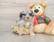 5 week old Mini Pomskydoodle Puppy For Sale - Seaside Pups