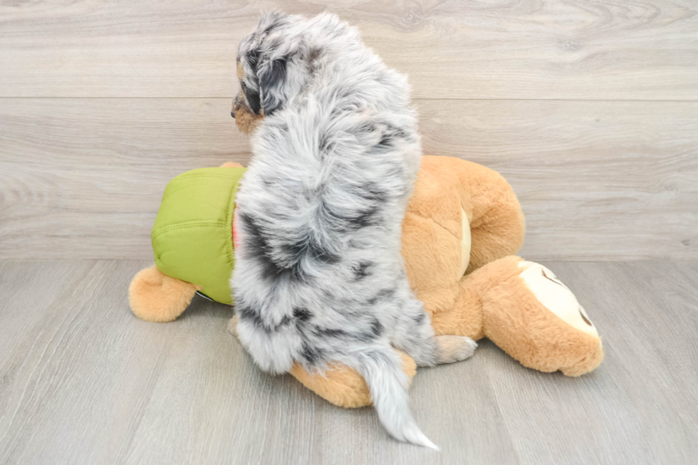 Cute Mini Pomskydoodle Baby