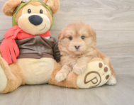 5 week old Mini Pomskydoodle Puppy For Sale - Seaside Pups