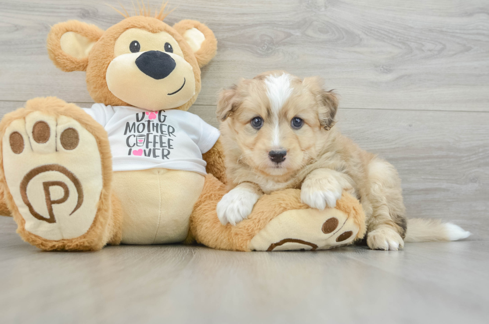 7 week old Mini Pomskydoodle Puppy For Sale - Seaside Pups