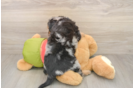 Hypoallergenic Pomsky Doodle Poodle Mix Puppy