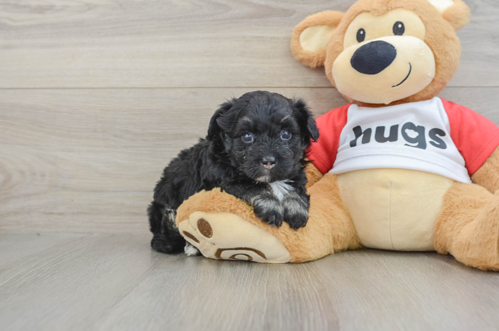 5 week old Mini Pomskydoodle Puppy For Sale - Seaside Pups