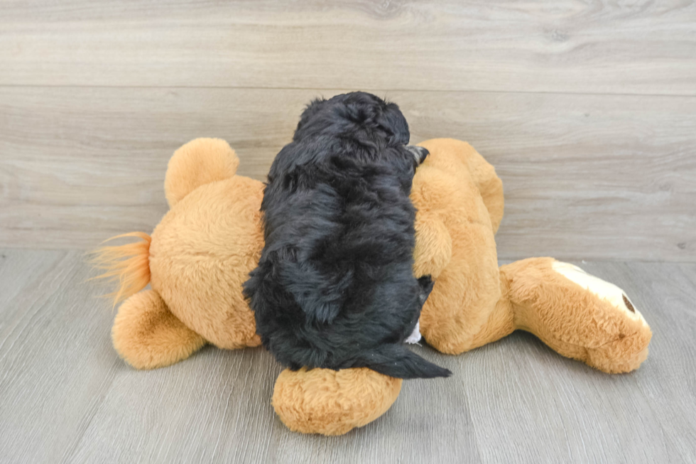 Adorable Mini Pomskydoodle Poodle Mix Puppy