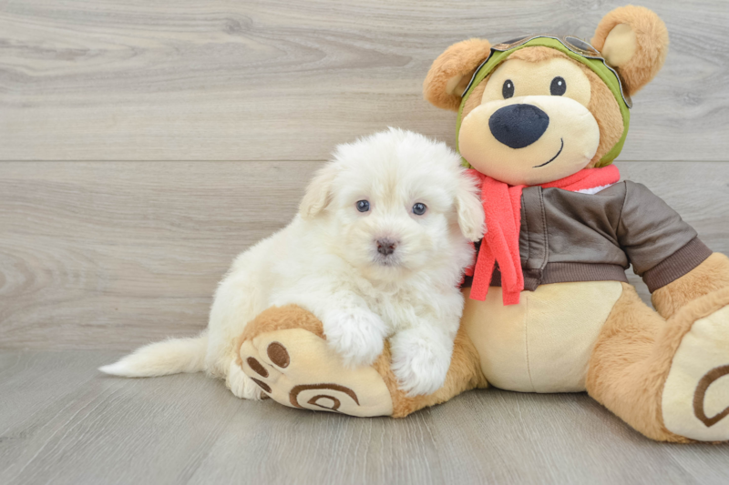 Meet Shiloh - our Mini Pomskydoodle Puppy Photo 1/3 - Seaside Pups
