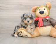 5 week old Mini Pomskydoodle Puppy For Sale - Seaside Pups