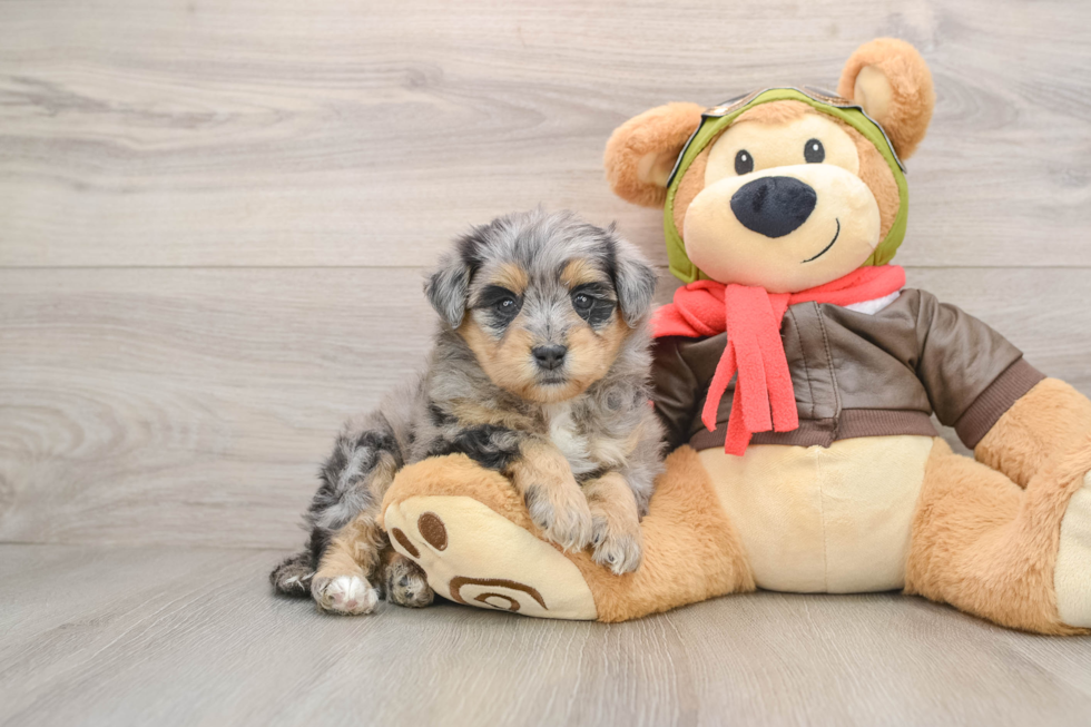 Sweet Mini Pomskydoodle Baby