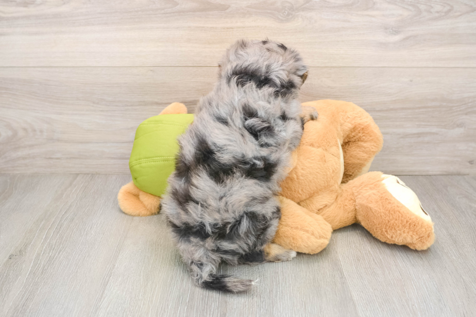 Funny Mini Pomskydoodle Poodle Mix Pup