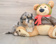 5 week old Mini Pomskydoodle Puppy For Sale - Seaside Pups