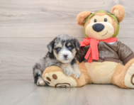 5 week old Mini Pomskydoodle Puppy For Sale - Seaside Pups