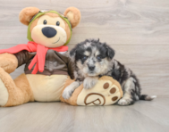 5 week old Mini Pomskydoodle Puppy For Sale - Seaside Pups