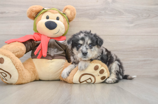 Hypoallergenic Mini Pomskydoodle Poodle Mix Puppy
